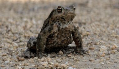 Kröte hat mir den Weg versperrt