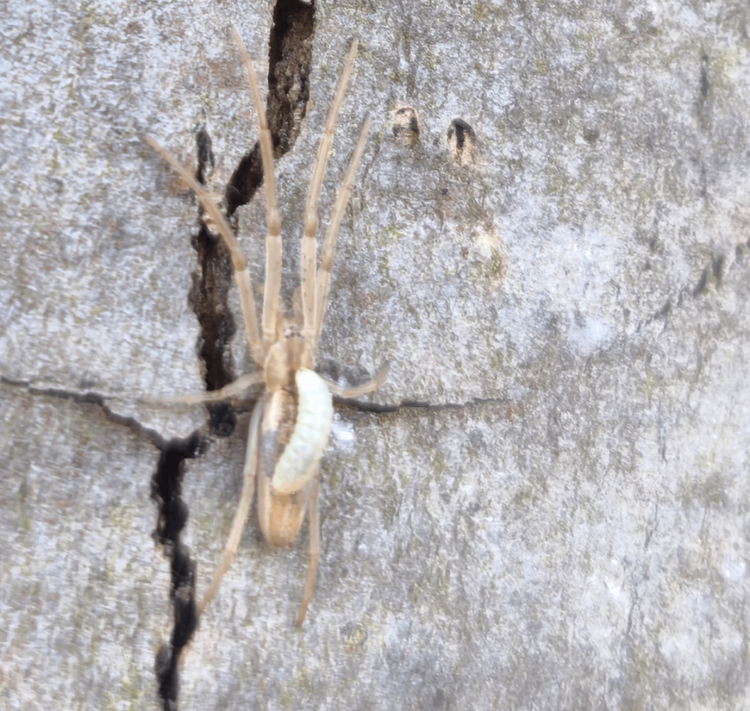 Parasit, Nützling oder nur Zufall?