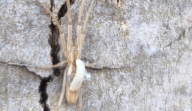 Parasit, Nützling oder nur Zufall?