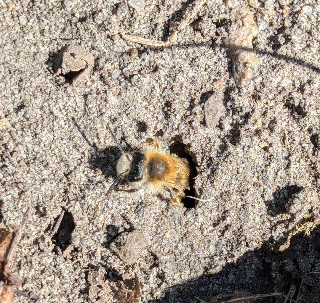 Was ist das für eine Biene