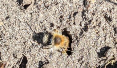 Was ist das für eine Biene