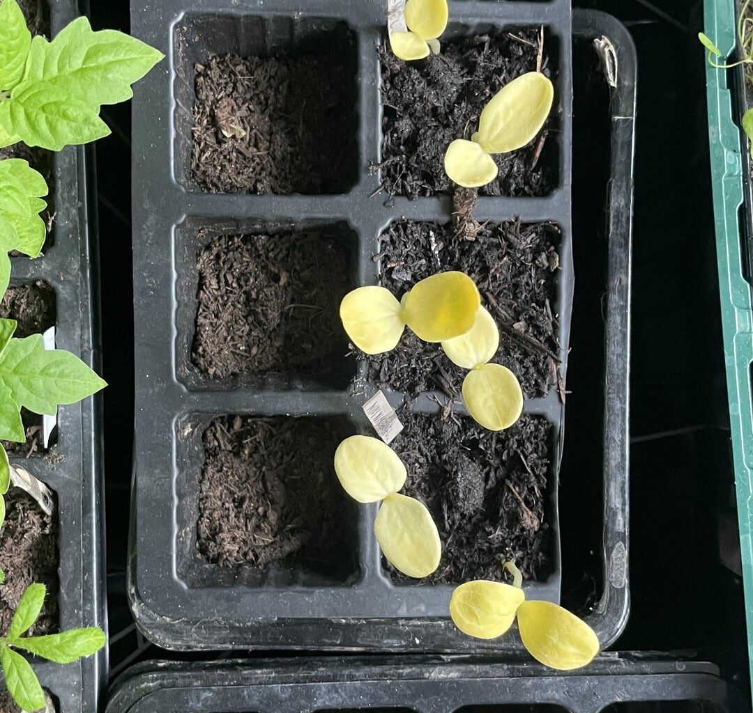 Warum wollen meine Wassermelonen nicht grün werden?