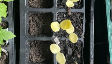 Warum wollen meine Wassermelonen nicht grün werden?