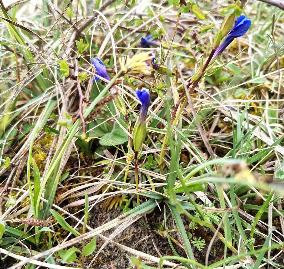 Frühlings- und Kreuzenzian