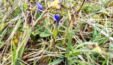 Frühlings- und Kreuzenzian