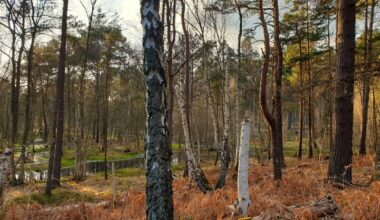 Urzeitlich anmutender Sumpf