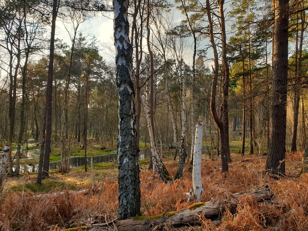 Urzeitlich anmutender Sumpf