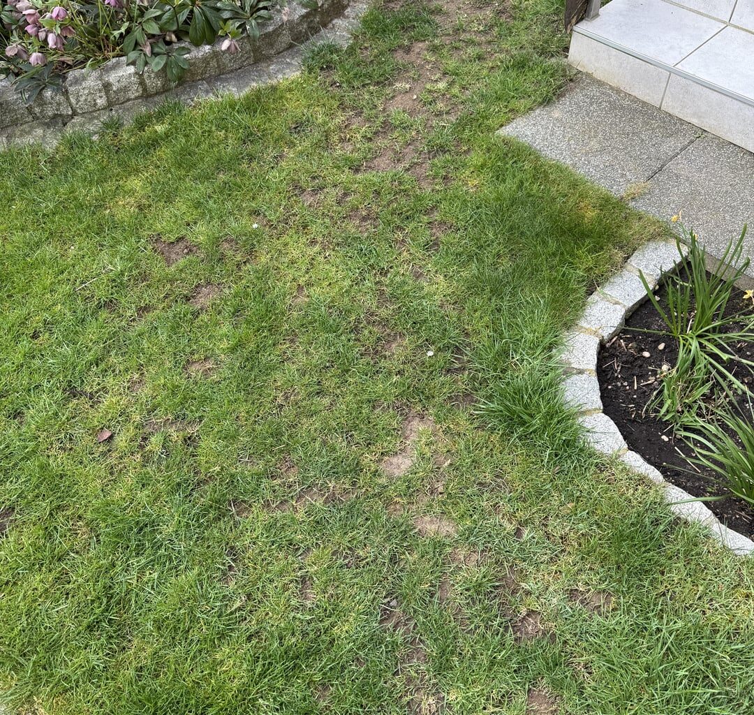 Totaler Garten-Neuling hier: wie bekomme ich unseren Rasen wieder in Ordnung?