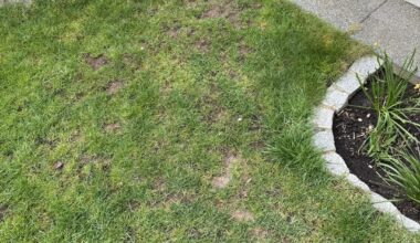 Totaler Garten-Neuling hier: wie bekomme ich unseren Rasen wieder in Ordnung?