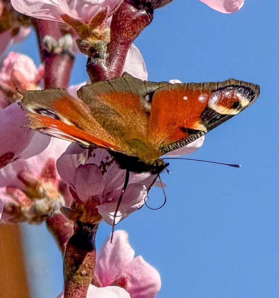 Pfirsichbaum - Blüten schützen?
