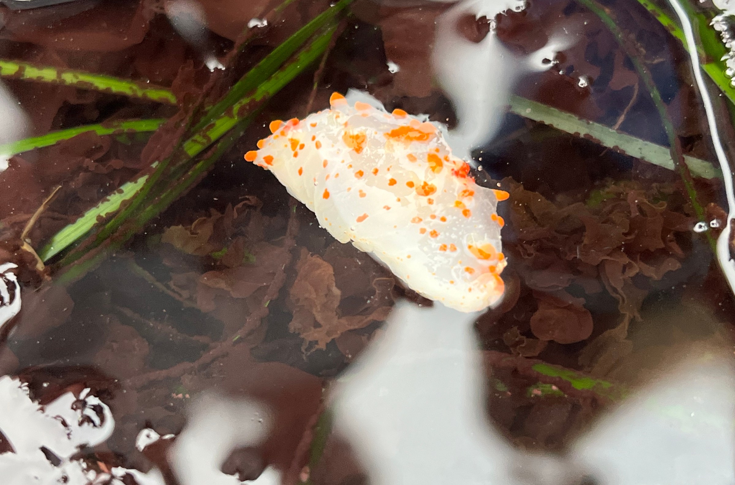 An orange polka-dotted sea slug. 