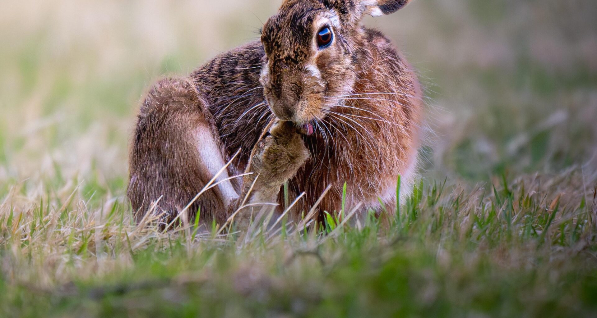 Wildkaninchen kahle Stelle am Bein
