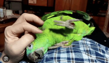 Rip, to my best friend Diego...