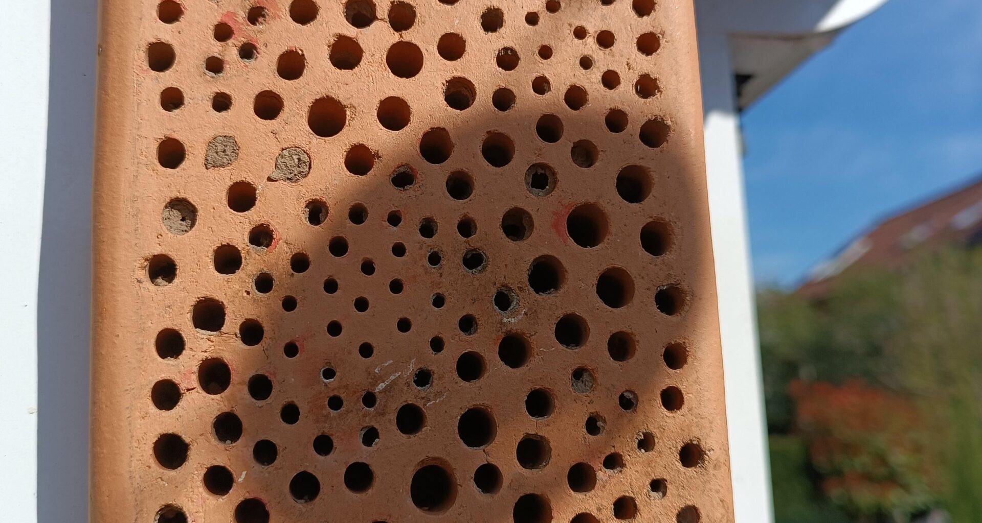 Bin ich ein Wildbienentöter?