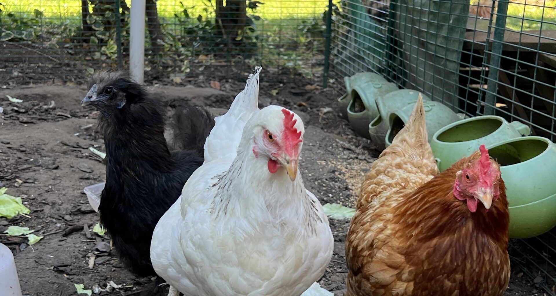 My Happy Hens
