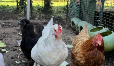My Happy Hens