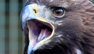 Après la mort d’un aigle royal, un second parc éolien héraultais est sommé par la justice de cesser son activité pendant un an