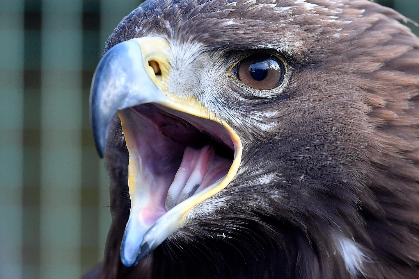 Après la mort d’un aigle royal, un second parc éolien héraultais est sommé par la justice de cesser son activité pendant un an