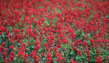 Bulgaria: Weekend Weather in Bulgaria: Showers Followed by Sunshine and Warmer Days