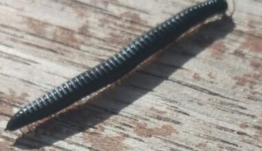 Portuguese millipedes infesting Wellington, entomologist says