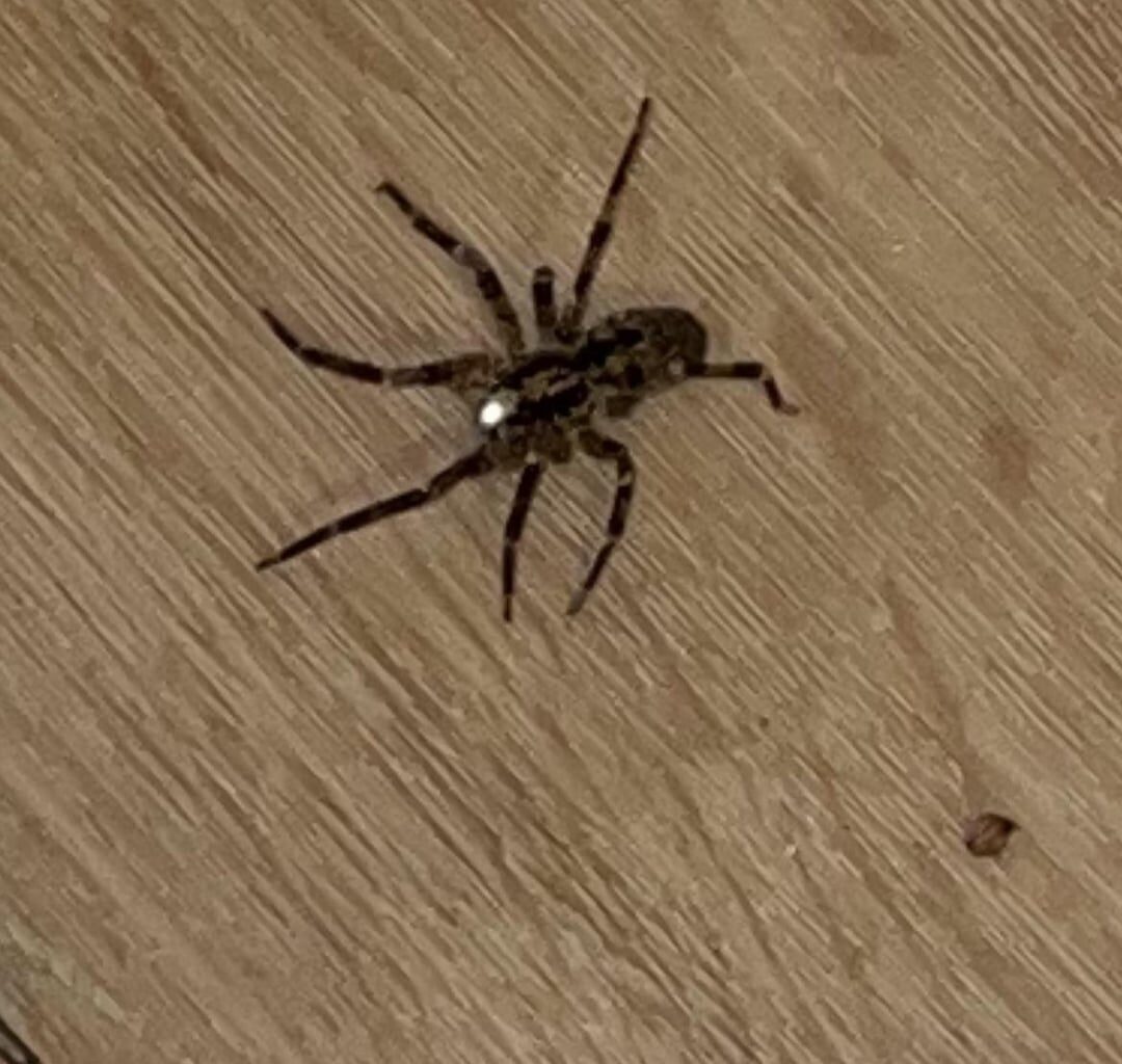 Welche Spinne könnte das sein?