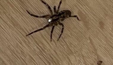 Welche Spinne könnte das sein?