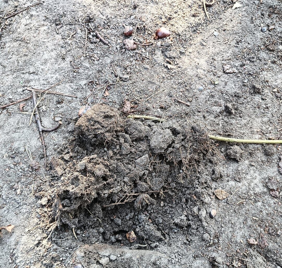 Völliger volltrottel hier, kann bei tot aussehendem boden wie dem hier noch gras wachsen?