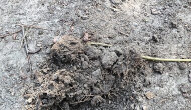 Völliger volltrottel hier, kann bei tot aussehendem boden wie dem hier noch gras wachsen?