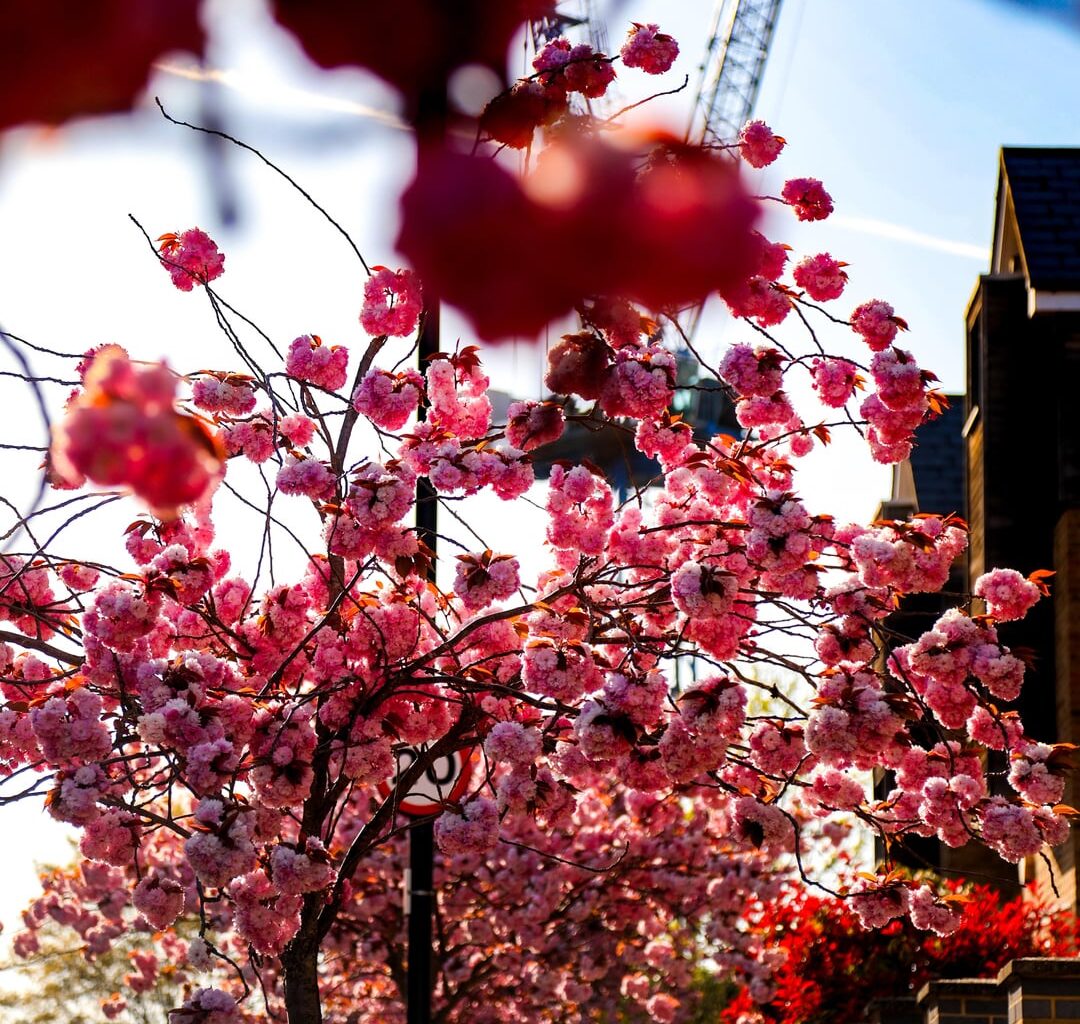 Cherry Blossom in Muswell Hill