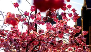 Cherry Blossom in Muswell Hill