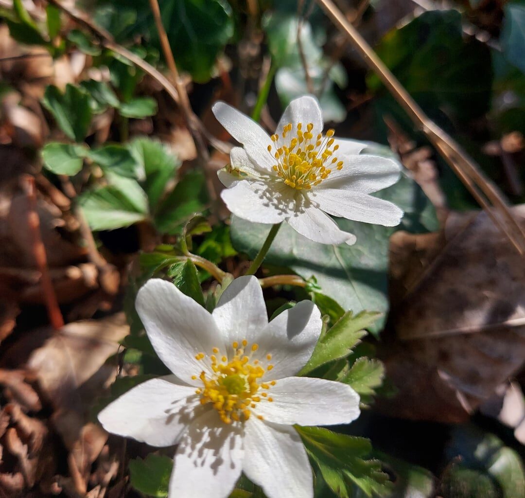 Buschwindröschen 🌸