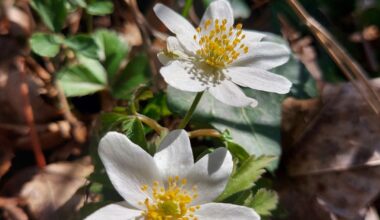 Buschwindröschen 🌸