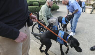 Guide dogs in USA