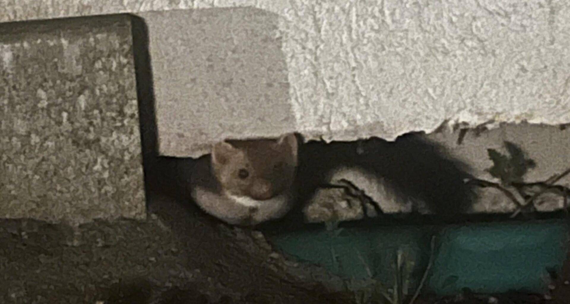 Wer schleicht denn da durch Nacht und Wind?