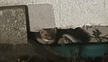 Wer schleicht denn da durch Nacht und Wind?