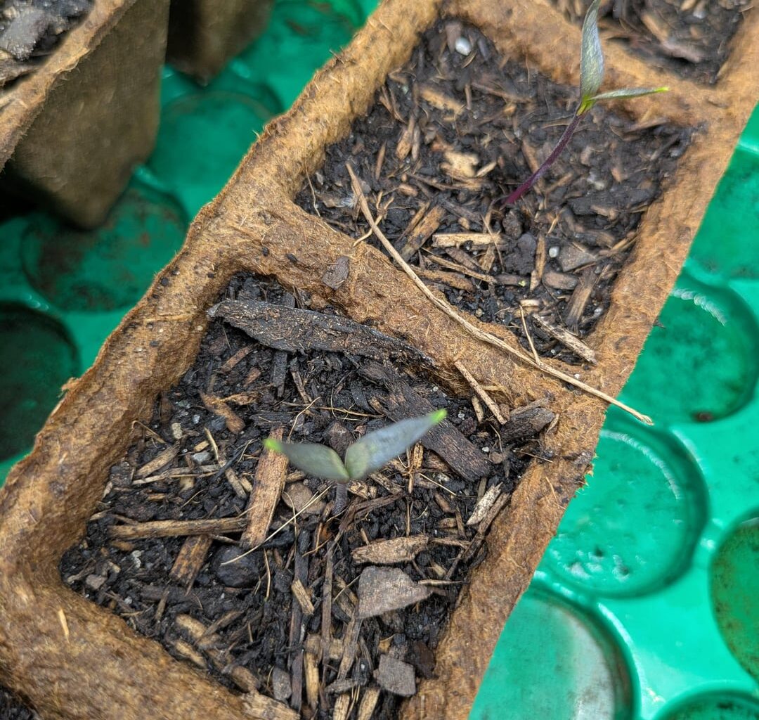 Paprika Keimlinge werden dunkel.