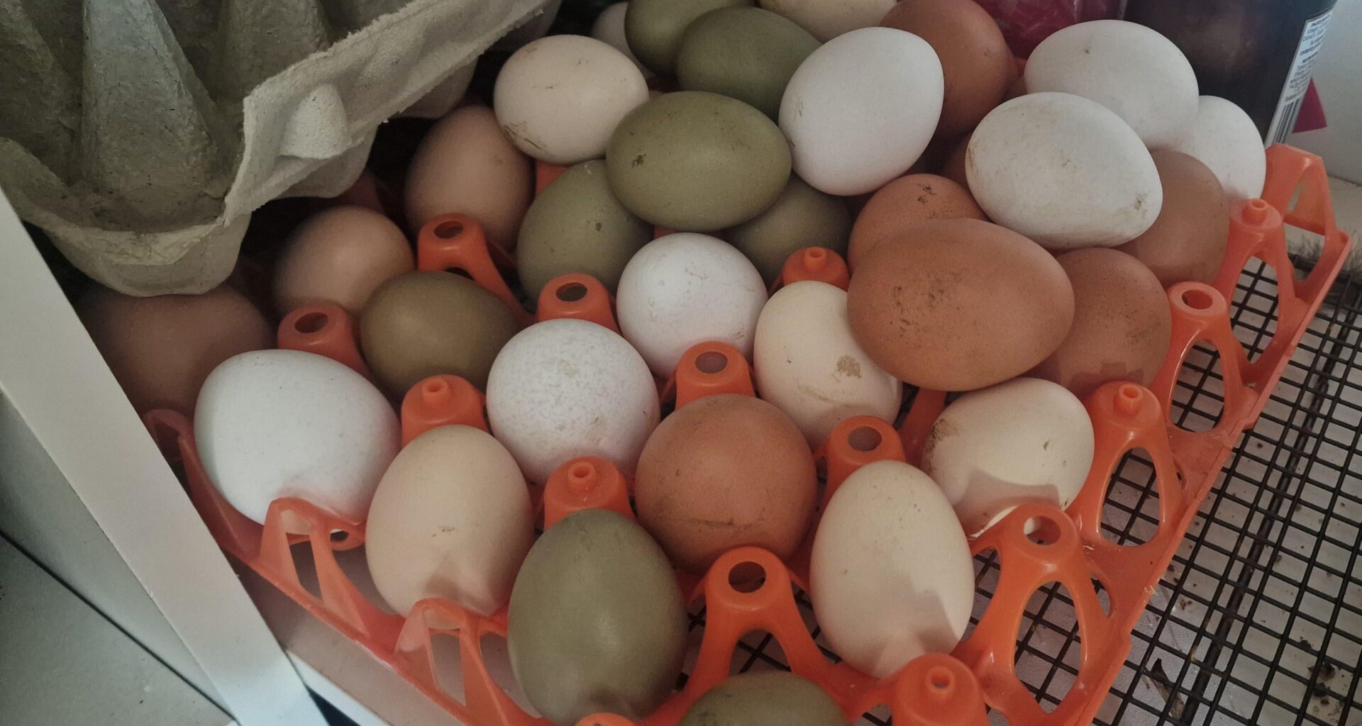 Too many eggs