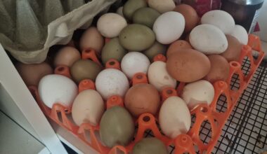 Too many eggs