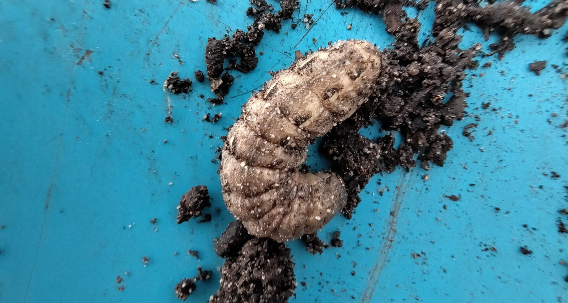 Welche Raupe ist in meinem Hochbeet?