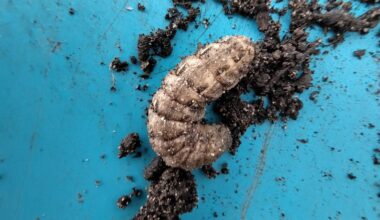 Welche Raupe ist in meinem Hochbeet?