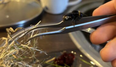 Kleines Update zur Milbenbiene