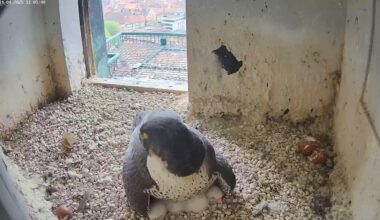 Nachwuchs bei Wanderfalke und Uhu