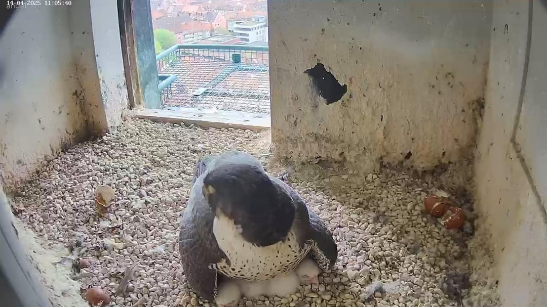 Nachwuchs bei Wanderfalke und Uhu