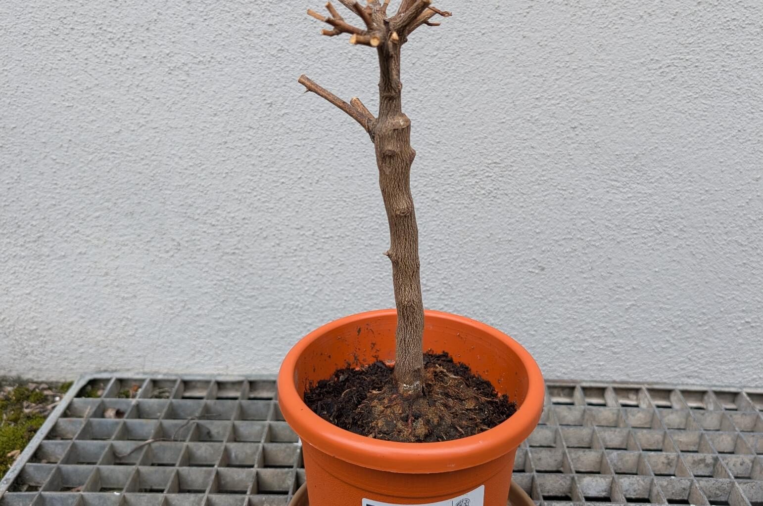 Mini Mandarinenbraum noch zu retten?