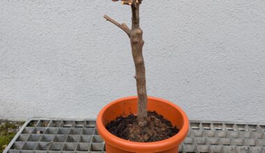 Mini Mandarinenbraum noch zu retten?