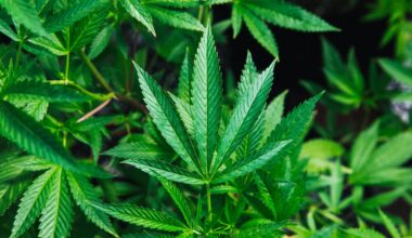faut-il aussi légaliser le cannabis en Belgique?