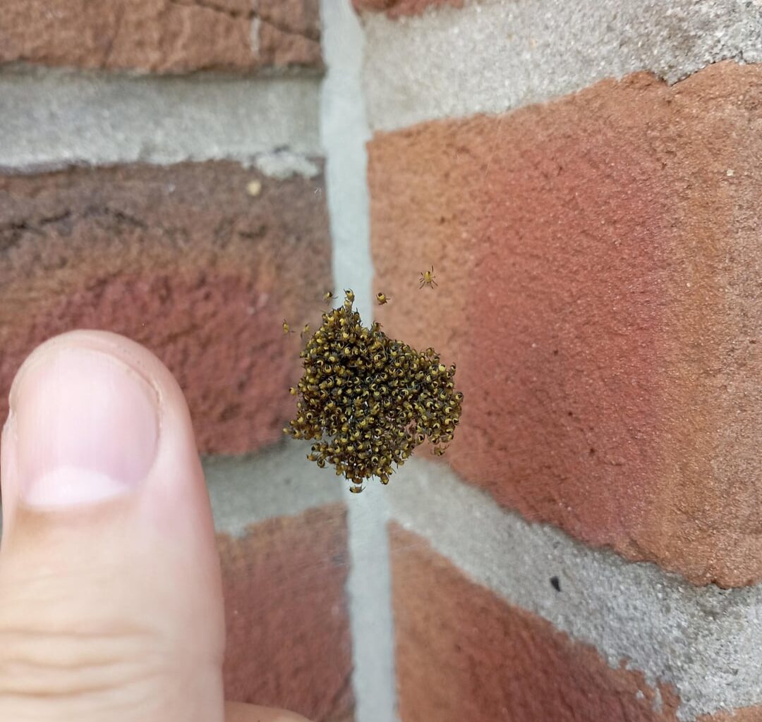Lauter kleine Spinnen