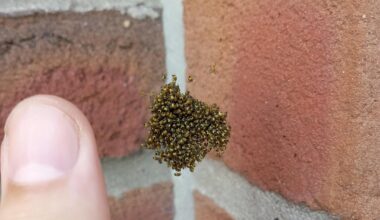 Lauter kleine Spinnen