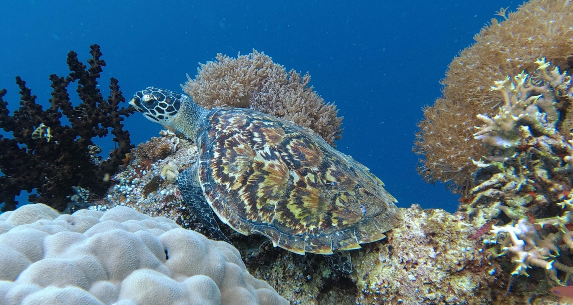 Echte Karettschildkröte