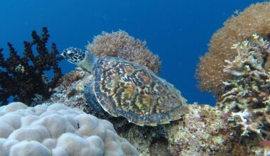 Echte Karettschildkröte